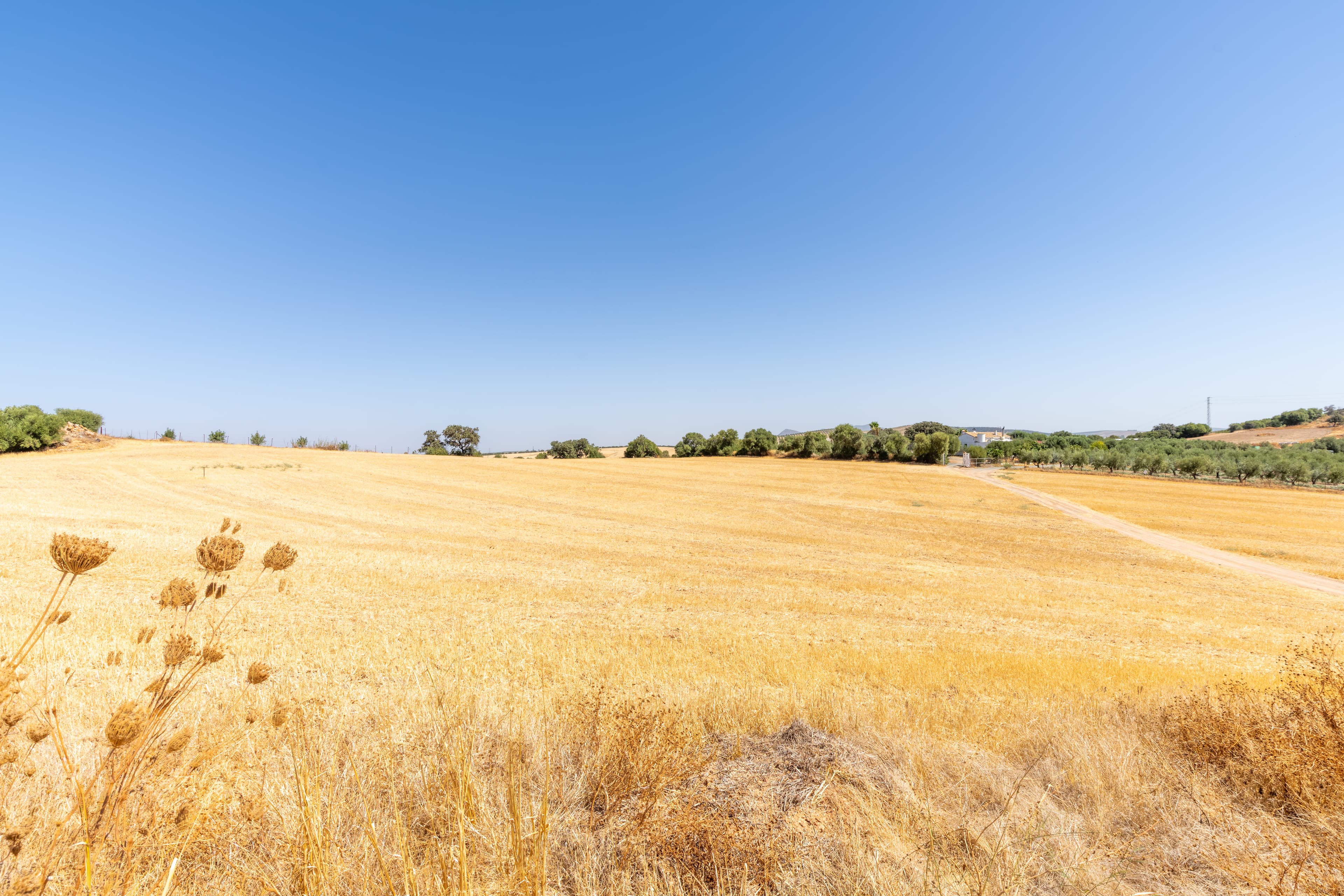 Praderas de cereal icónicas de Montellano y su agricultura