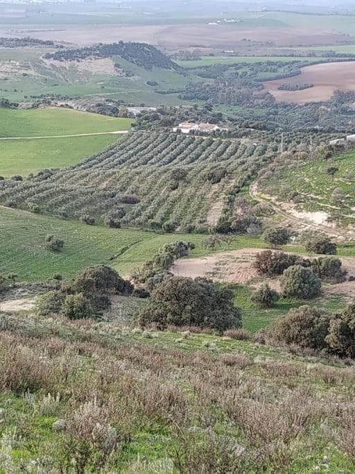 Casa Rural con Piscina y Olivar en Montellano 15