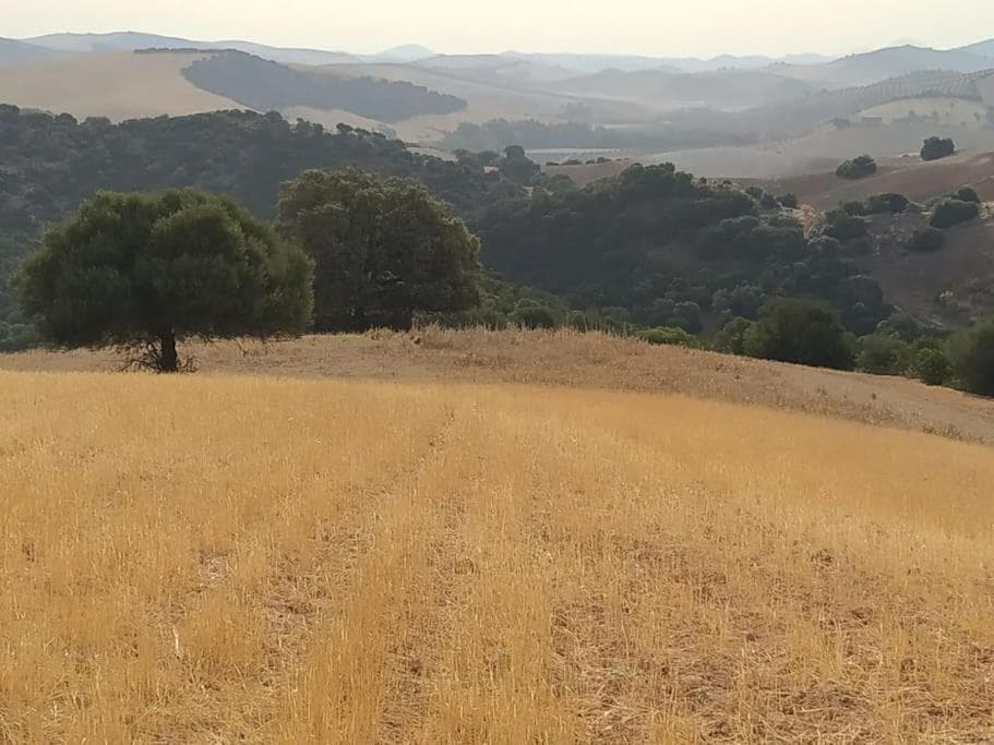 Casa Rural con Piscina y Olivar en Montellano 18
